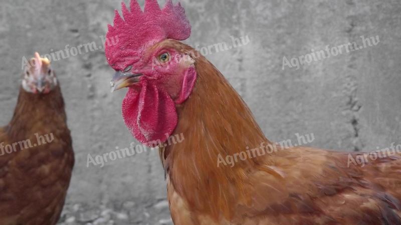 Red active rooster young for sale