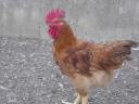 Red active rooster young for sale