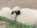 Wallisian Black Nose Sheep