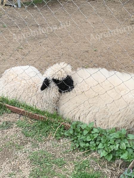 Wallisi black-nosed sheep