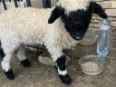 Wallisi black-nosed sheep