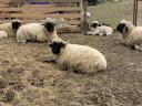 Wallisi black-nosed sheep