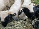 Wallisi black-nosed sheep