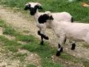 Wallisi black-nosed sheep