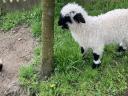 Wallisian Black Nose Sheep