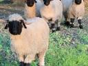 Wallisi black-nosed sheep