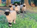 Wallisi black-nosed sheep