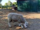 Young 2 year old berrichon ram for sale