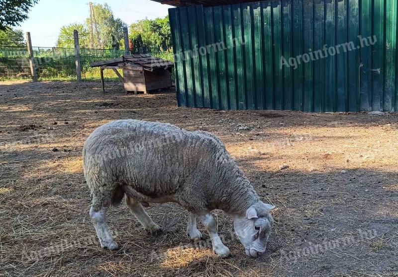 Young 2 year old berrichon ram for sale