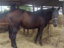 Saddlebred Nonius mare for sale