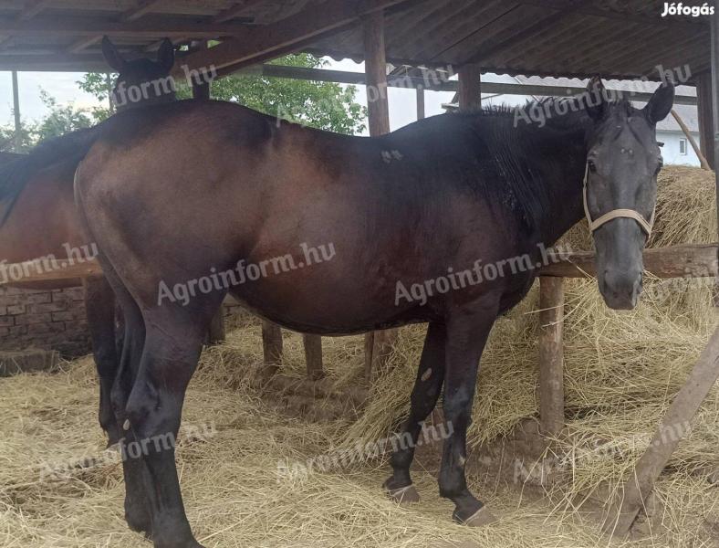 Saddlebred Nonius mare for sale