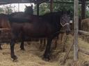 Saddlebred Nonius mare for sale