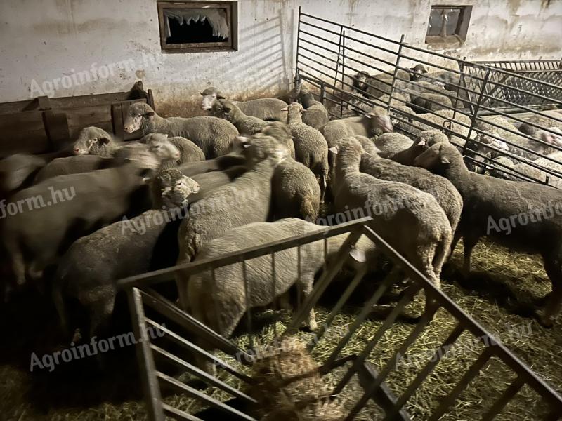 Merino rams