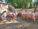 Piglets for sale