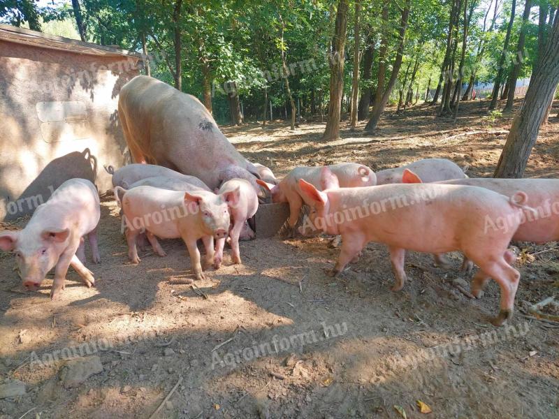 Ferkel zu verkaufen