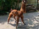 Very beautiful and gentle alpaca chicks for adoption