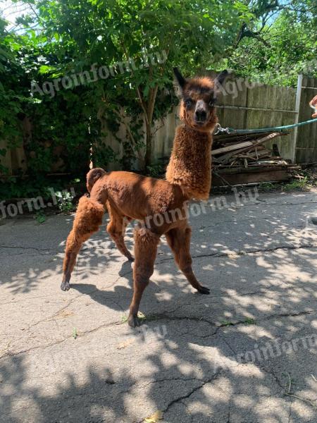 Pui de alpaca foarte frumoși și blânzi pentru adopție