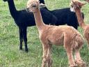 Pui de alpaca foarte frumoși și blânzi pentru adopție