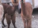 Sehr schöne und sanfte Alpaka-Ponys können mitgenommen werden