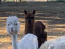 Pui de alpaca foarte frumoși și blânzi pentru adopție