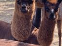 Very beautiful and gentle alpaca chicks for adoption