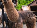 Very beautiful and gentle alpaca chicks for adoption