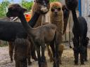 Pui de alpaca foarte frumoși și blânzi pentru adopție