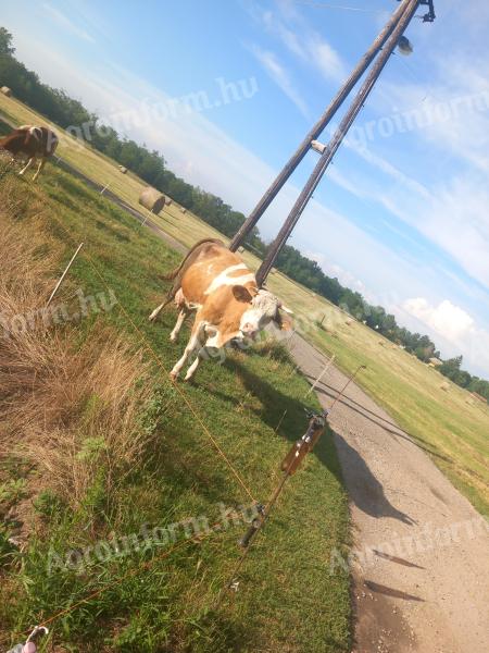 Hledám někoho, kdo umí dojit dobytek na farmě.