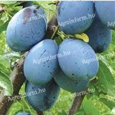 Stanley plums for sale