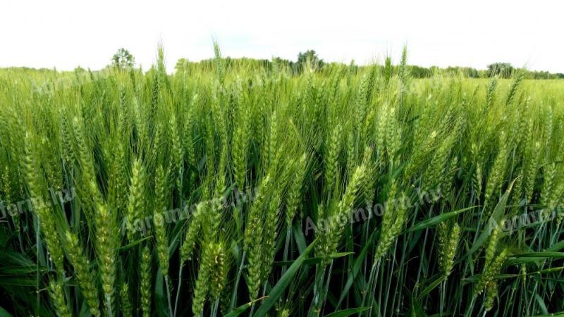 Falado wheat seed for sale