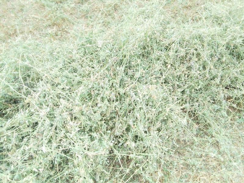 Third mowed, fenced alfalfa in Gödöllő for sale