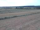 Third mowed, fenced alfalfa in Gödöllő for sale