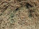 Third mowed, fenced alfalfa in Gödöllő for sale