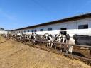 Hf virgin heifers and meat heifers for sale