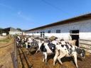 Hf virgin heifers and meat heifers for sale