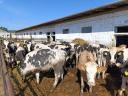 Hf virgin heifers and meat heifers for sale