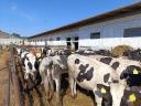 Hf virgin heifers and meat heifers for sale