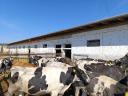 Hf virgin heifers and meat heifers for sale