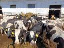 Hf virgin heifers and meat heifers for sale