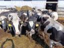 Hf virgin heifers and meat heifers for sale