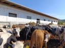 Hf virgin heifers and meat heifers for sale