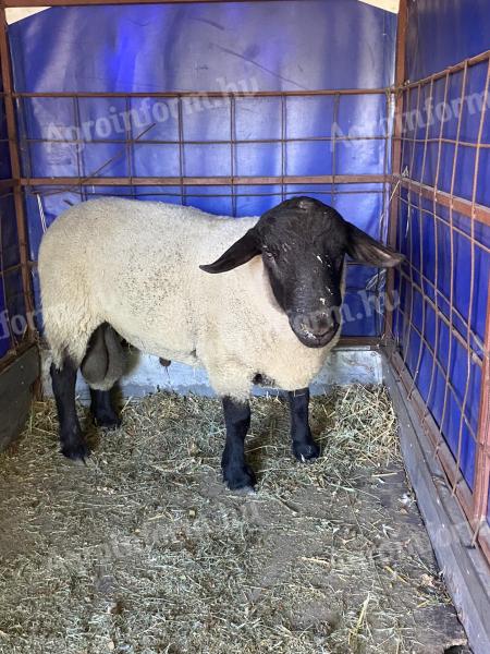 Za prodajo Suffolk ram