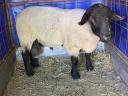 Za prodajo Suffolk ram