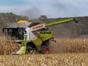 Harvesting maize