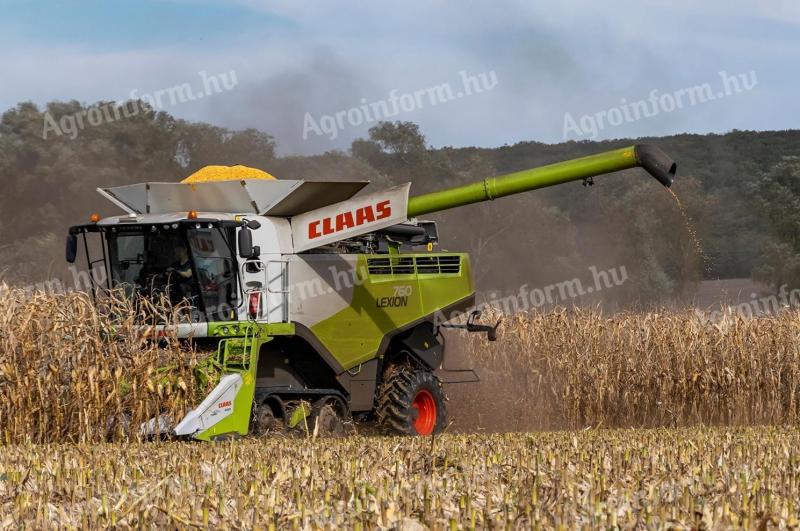 Harvesting maize