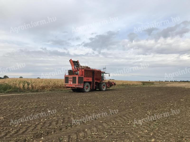 Picking beetroot