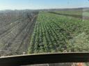 Picking beetroot