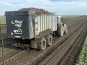 Picking beetroot