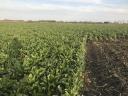 Picking beetroot