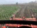 Picking beetroot